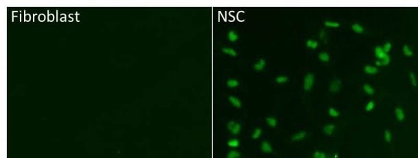 Human/Mouse/Rat SOX2 Antibody MAB2018