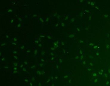 Human/Mouse/Rat SOX2 Antibody MAB2018
