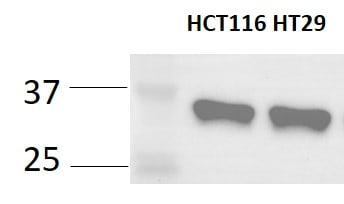 Human/Mouse/Rat SOX2 Antibody MAB2018