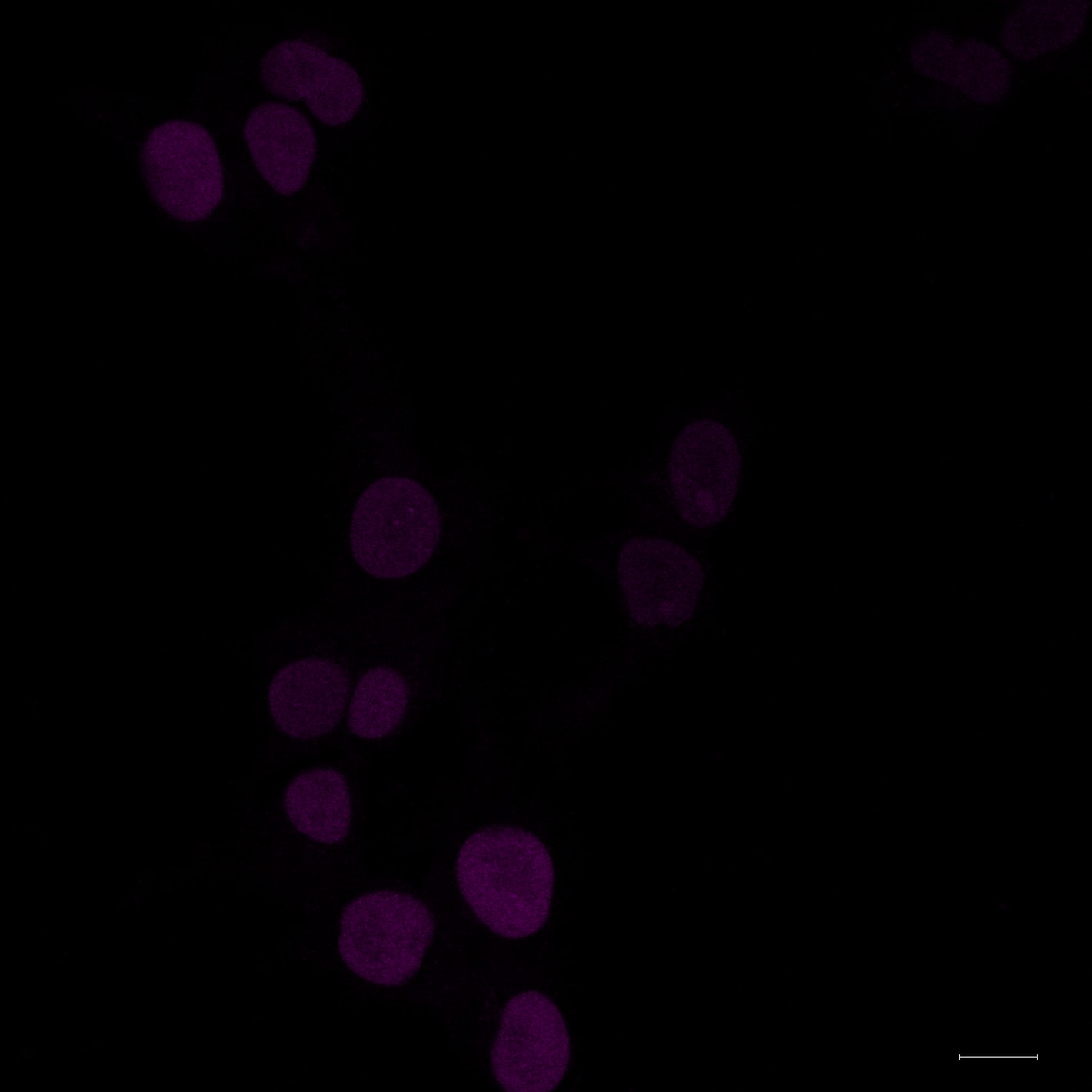 Human/Mouse/Rat SOX2 Antibody MAB2018