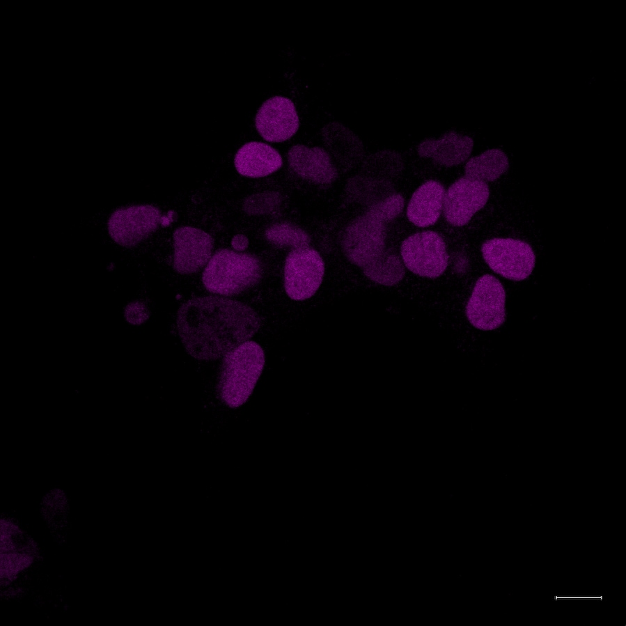 Human/Mouse/Rat SOX2 Antibody MAB2018