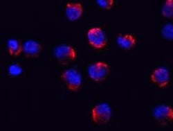 Human IL‑1 beta /IL‑1F2 Antibody MAB201