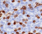 Human CD43 Antibody MAB20381