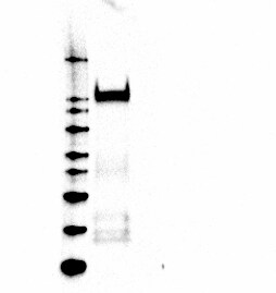 Human CD43 Antibody MAB2038