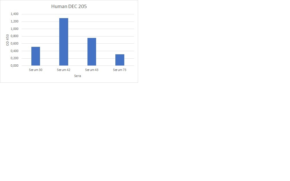 Human DEC‑205/CD205 Antibody MAB2047