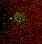 Human IL‑4 Antibody MAB204