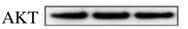 Human/Mouse/Rat Akt Pan Specific Antibody MAB2055