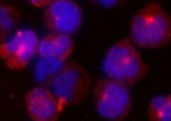 Human IL‑6 Antibody MAB2061R