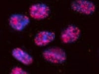 Human/Primate IL‑6 Antibody MAB206