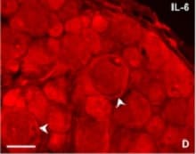 Human/Primate IL‑6 Antibody MAB206