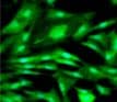 Human/Mouse TSG‑6 Antibody MAB2104