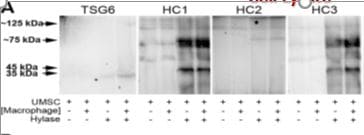 Human/Mouse TSG‑6 Antibody MAB2104