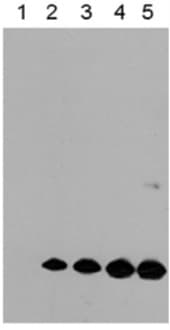 Human/Mouse TSG‑6 Antibody MAB2104