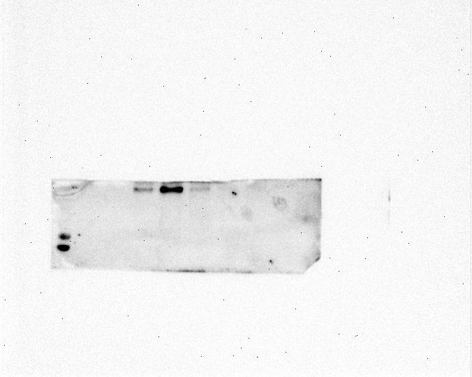 Human/Mouse TSG‑6 Antibody MAB2104