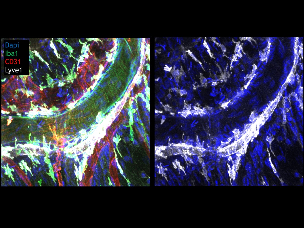 Mouse LYVE‑1 Antibody MAB2125