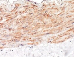 Mouse LYVE‑1 Antibody MAB2125
