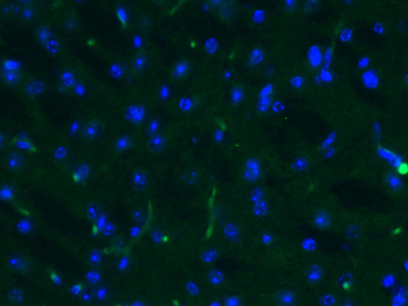 Human/Mouse Tenascin C Antibody MAB2138