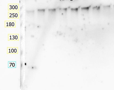 Human/Mouse Tenascin C Antibody MAB2138