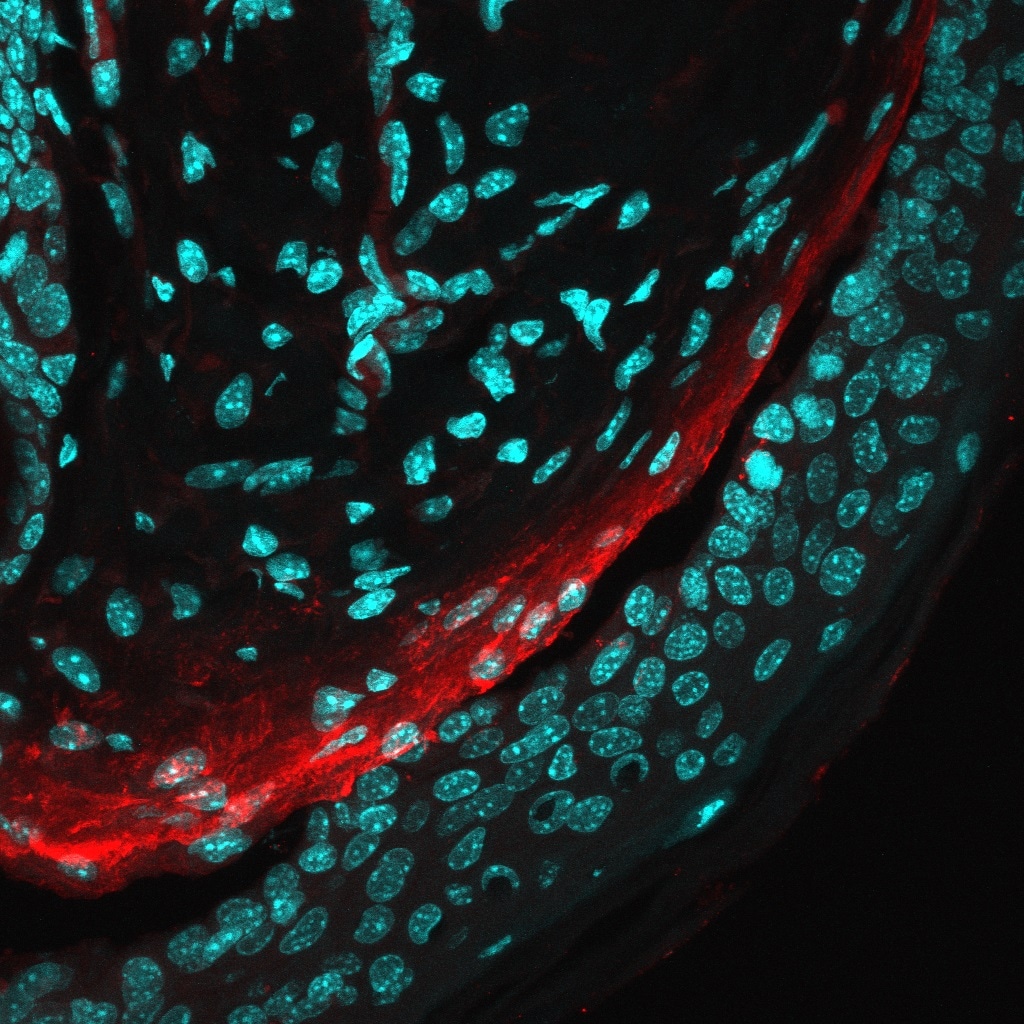 Human/Mouse Tenascin C Antibody MAB2138