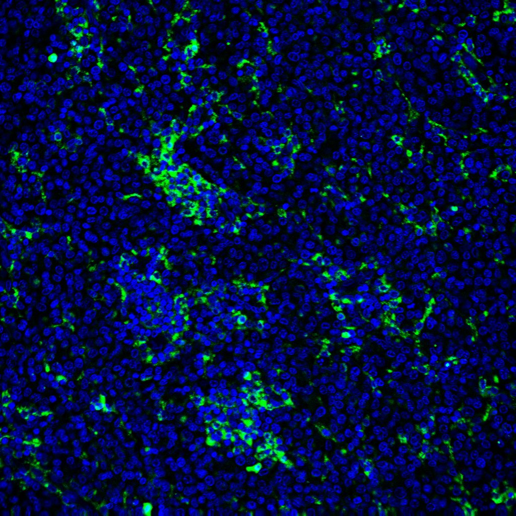Human/Mouse Tenascin C Antibody MAB2138