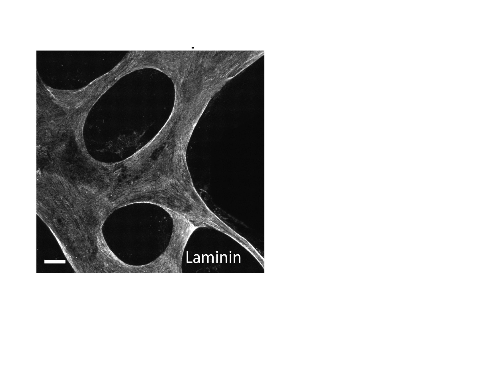 Human Laminin  alpha 3/Laminin‑5 Antibody MAB2144