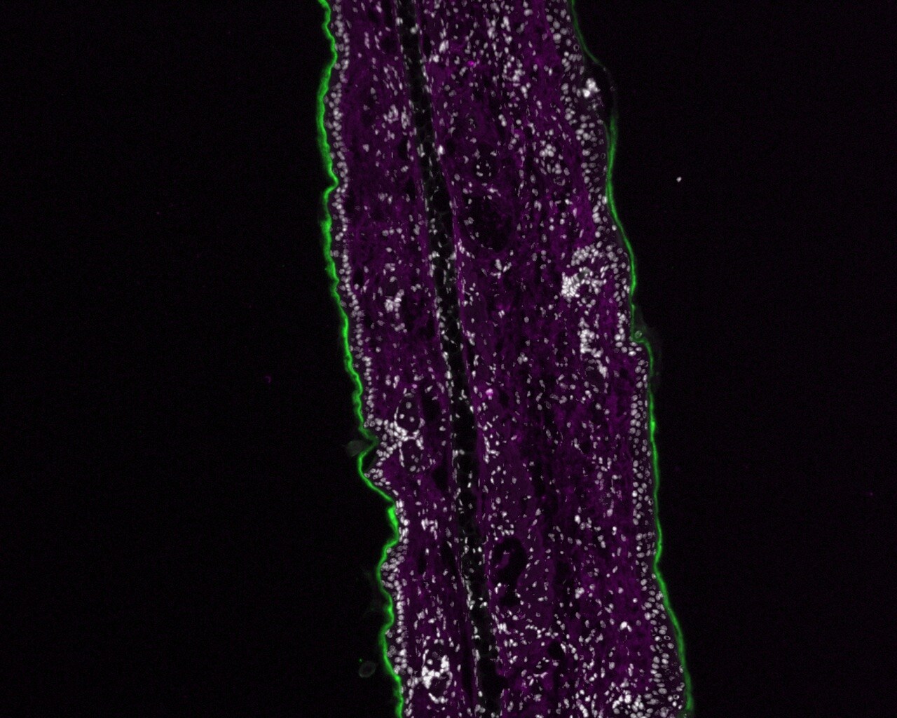 Mouse Complement Component C5a Antibody MAB21501