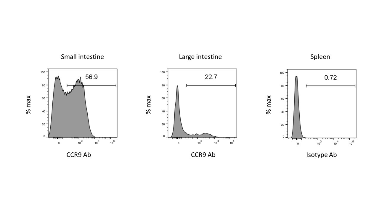 Mouse CCR9 Antibody MAB2160