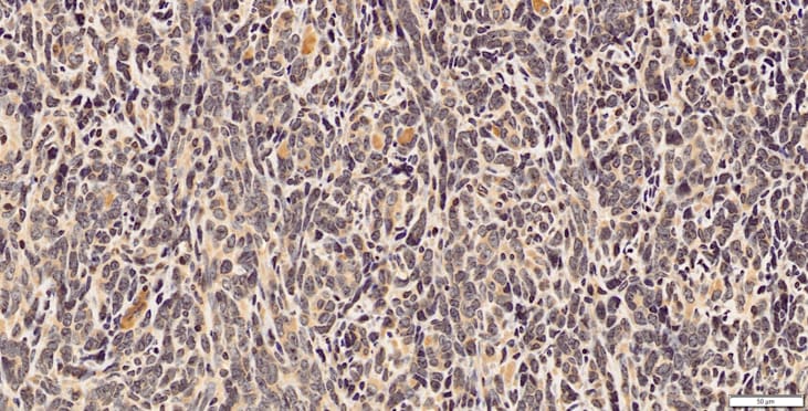 Mouse CXCR4 Antibody MAB21651