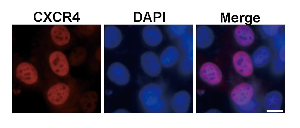 Mouse CXCR4 Antibody MAB21651