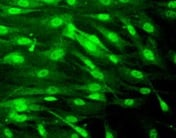 Mouse CXCR4 Antibody MAB21651