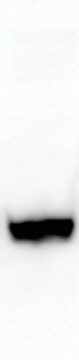 Human IL‑10 Antibody MAB2172