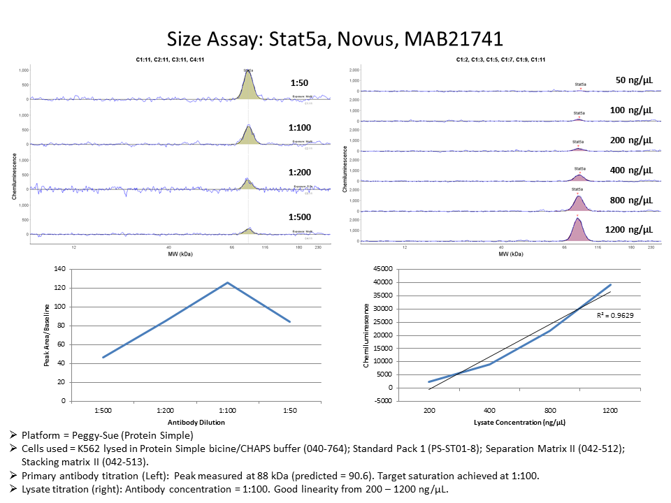 Human STAT5a Antibody MAB21741