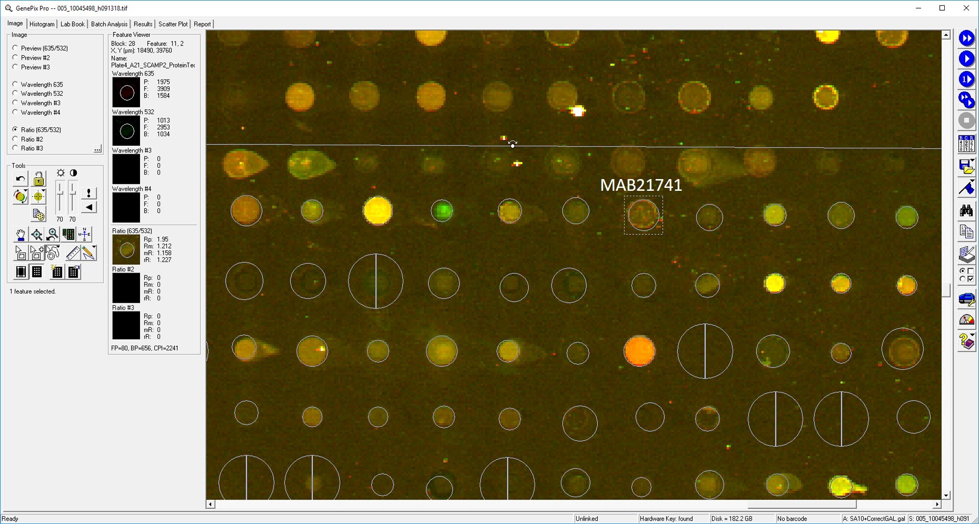 Human STAT5a Antibody MAB21741