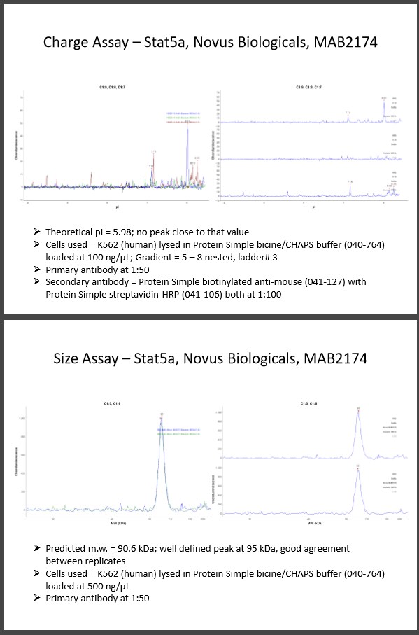 Human/Mouse STAT5a Antibody MAB2174