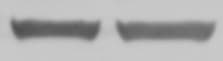 Human IL‑12 p70 Antibody MAB219