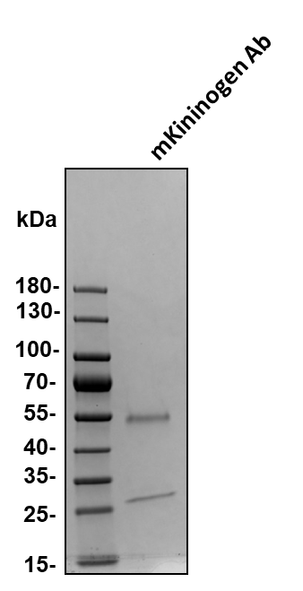Mouse Kininogen Antibody MAB2206