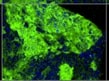 Human Corin Antibody MAB2209