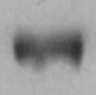 Human Integrin  beta 3/CD61 Antibody MAB2266