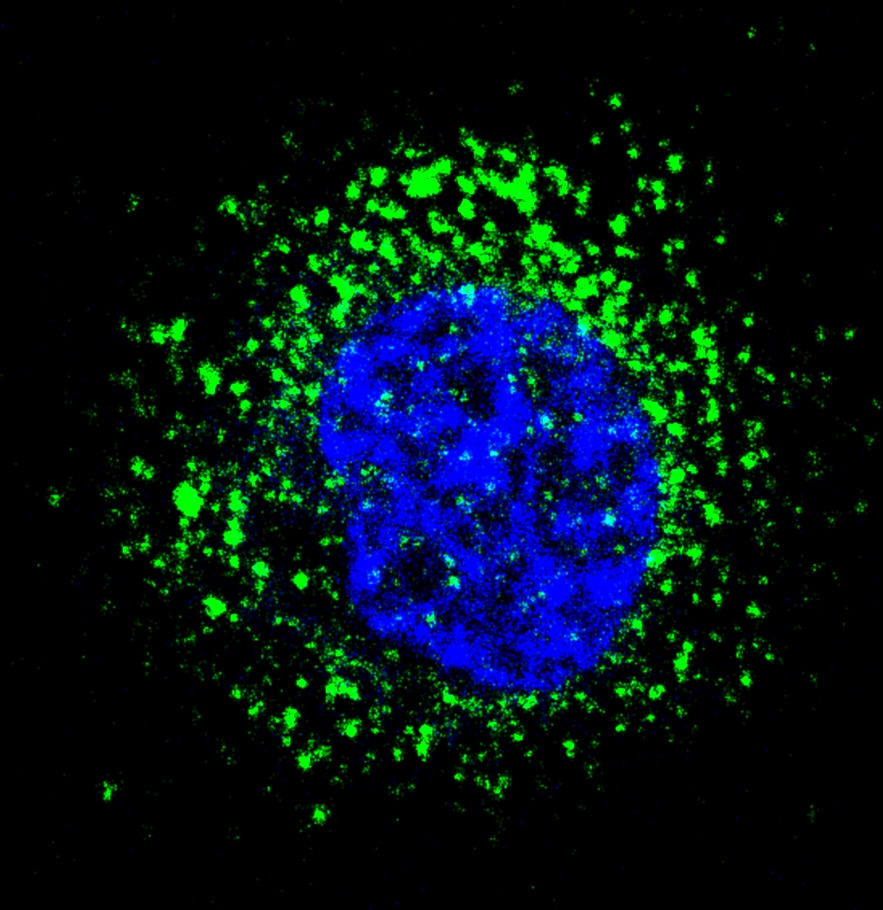Human IL-6R alpha Antibody MAB2271