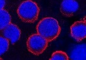 Human IL-6R alpha Antibody MAB2271