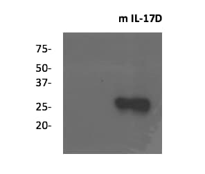 Mouse IL‑17D Antibody MAB2274