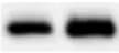 Mouse IL‑17D Antibody MAB2274