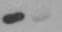 Human IL-6R alpha Antibody MAB227