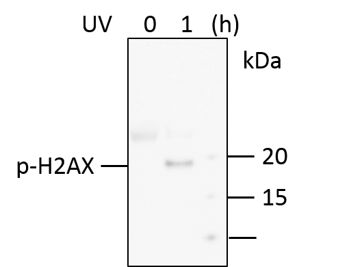Human Phospho-Histone H2AX (S139) Antibody MAB2288