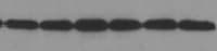 Human IL-4R alpha  Antibody MAB230