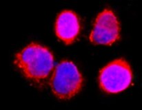 Human Phospho-HSP27 (S78/S82) Antibody MAB23141