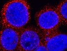 Human CD69 Antibody MAB23591