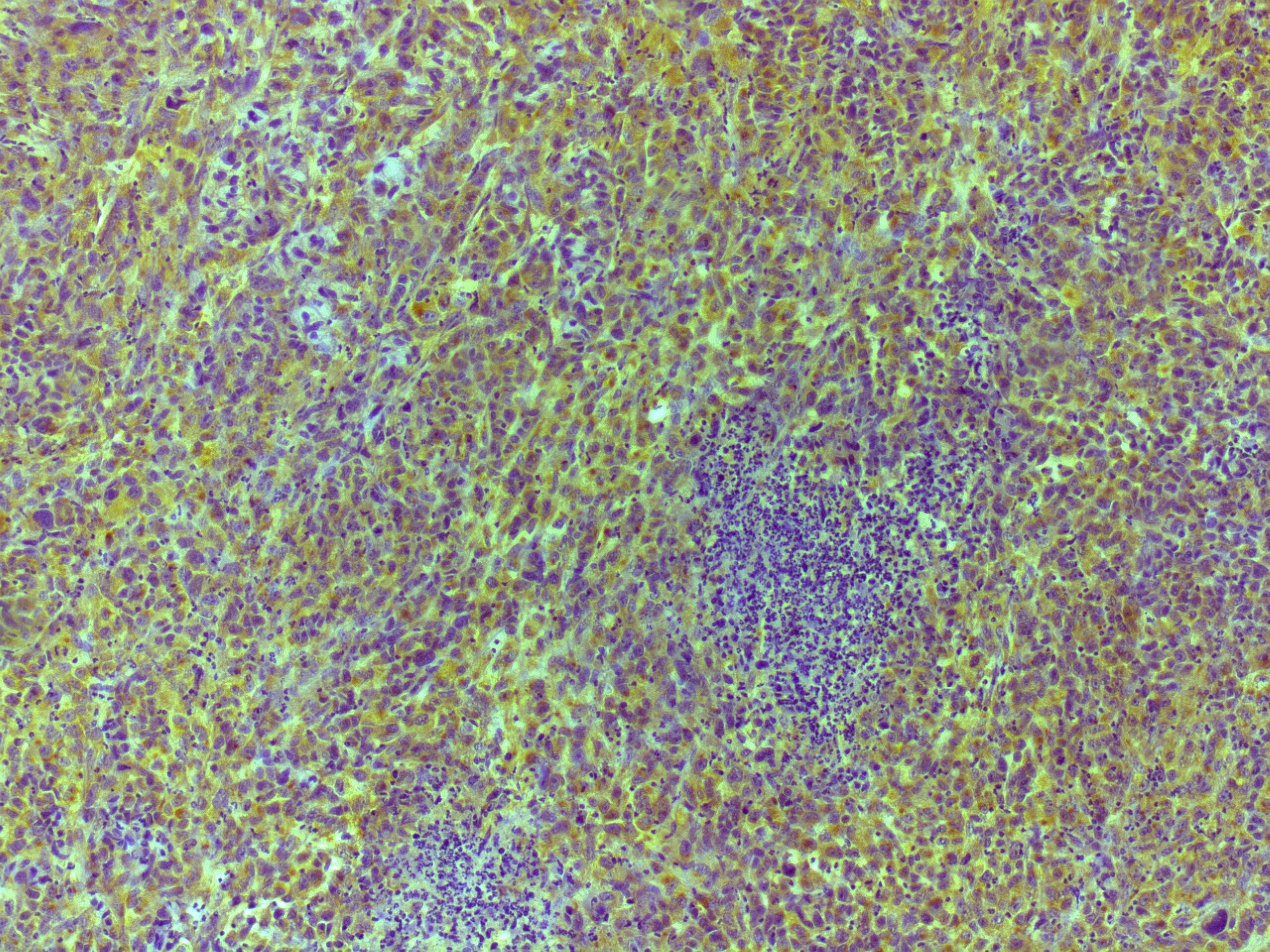 Human EGF Antibody MAB236