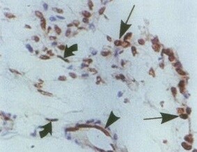 Human FGF‑5 Antibody MAB2371