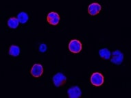 Mouse CD69 Antibody MAB23861